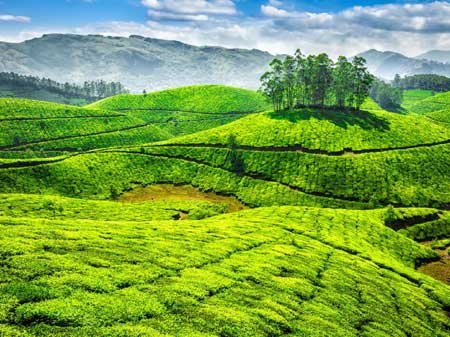 Taxi Service from Tirupati to Ooty