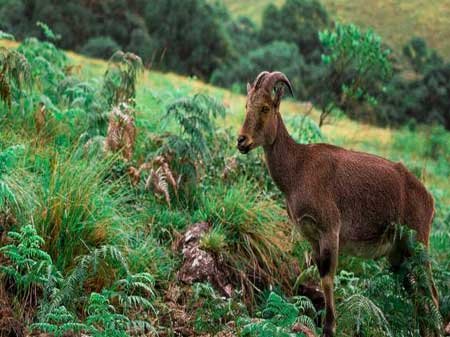 Taxi in Tirupati Munnar places to visit